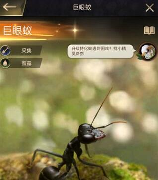 小小蚁国哪个特化蚁强