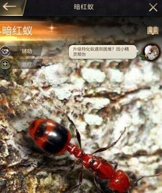 小小蚁国哪个特化蚁强