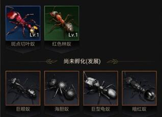 小小蚁国哪个特化蚁强