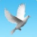 鸽钟安卓版v1.0.152