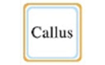 Callus电脑版