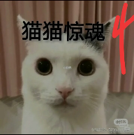猫猫惊魂安卓版