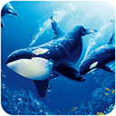 虎鲸模拟器v1.0.9