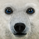 终极北极熊模拟器v1.1