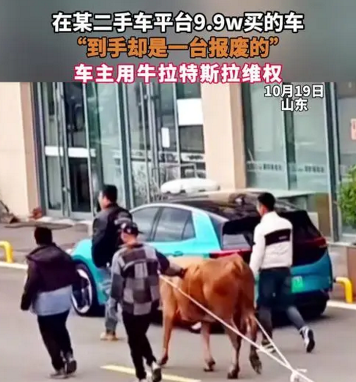 车主用牛拉车维权