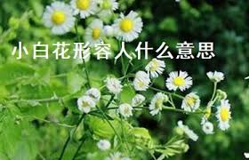 小白花背后的深情：悼念与纪念的文化意义探析