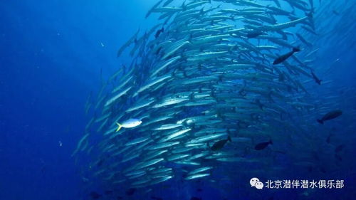 开心水族箱中太阳鱼的神秘合成公式：探索水族爱好者的梦幻配方