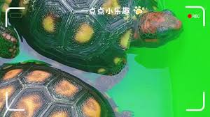 治愈的龟养成合集