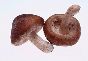 你了解金海菇吗？一文带你快速认识金海菇