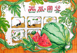 植物日记合集