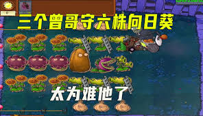 一株向日葵合集