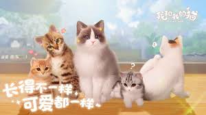 一起来养猫合集
