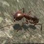 蚂蚁模拟3Dv2.8.5最新版