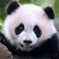 熊猫模拟器v1.0.2安卓版