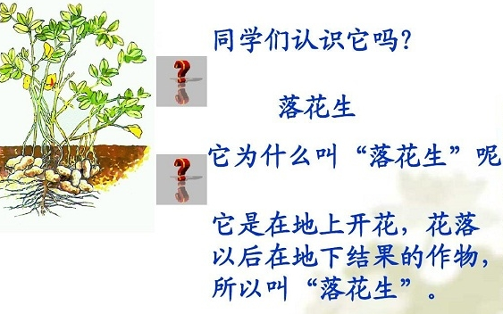 落花生ppt课件