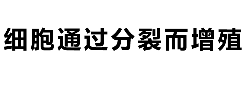 细胞通过分裂而增殖PPT课件