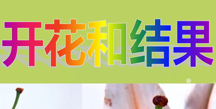 开花和结果PPT课件