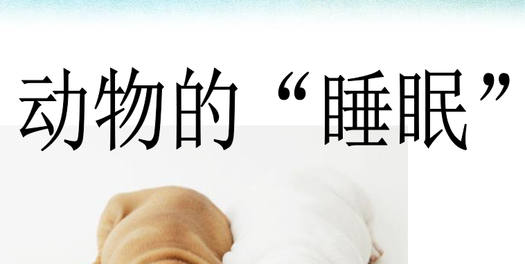 动物的睡眠PPT课件