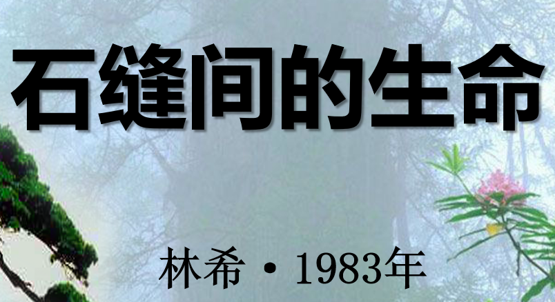 石缝间的生命PPT课件