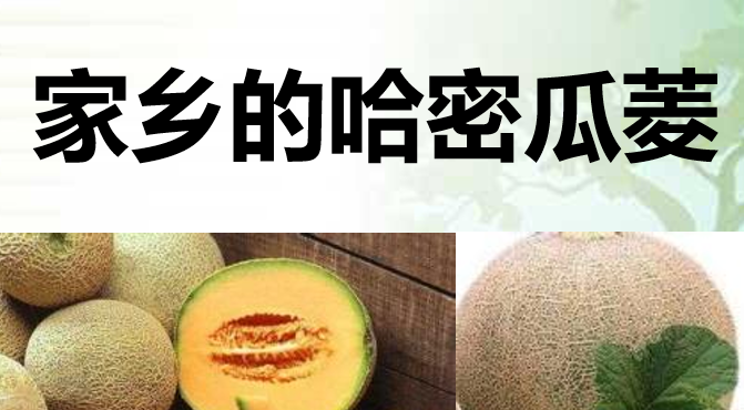 家乡的哈密瓜菱PPT课件