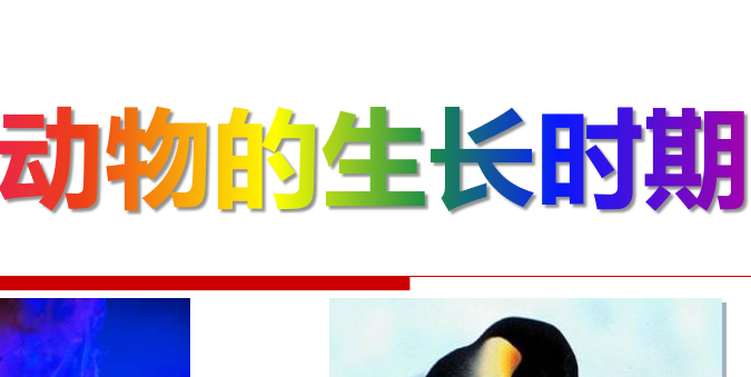 动物的生长时期PPT课件