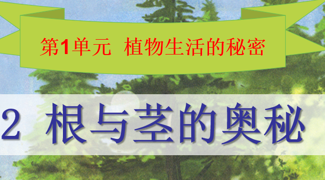 根与径的奥秘PPT课件
