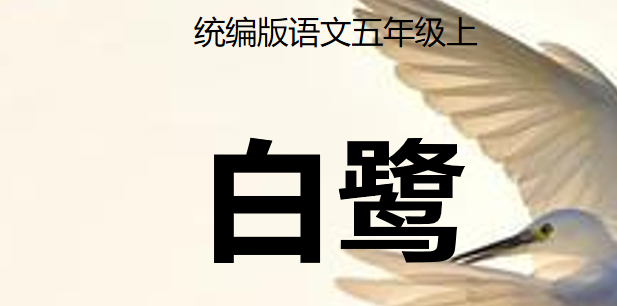 白鹭PPT课件