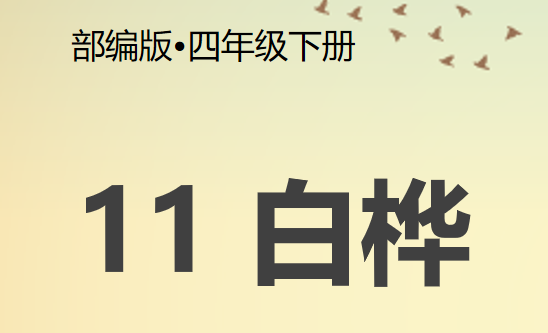 白桦PPT课件