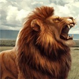 野生狮子2022安卓版v1.0.2
