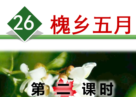 槐乡五月PPT课件