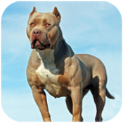 斗牛犬模拟器Pitbull Dog Simulator v1.0.6安卓版